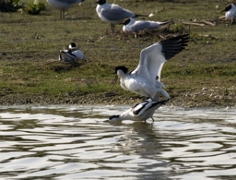 avocettes accouplement
